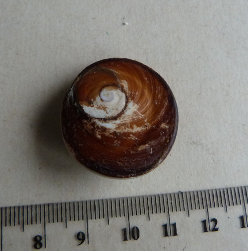 Shiva mušle - 3,1 cm — foto 4