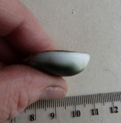 Shiva mušle - 3,1 cm — foto 5