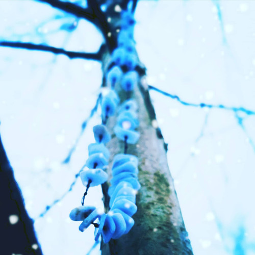 Korále Chalcedon — foto 2