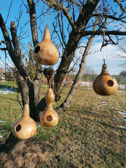 Budka z tykve III. — foto 2