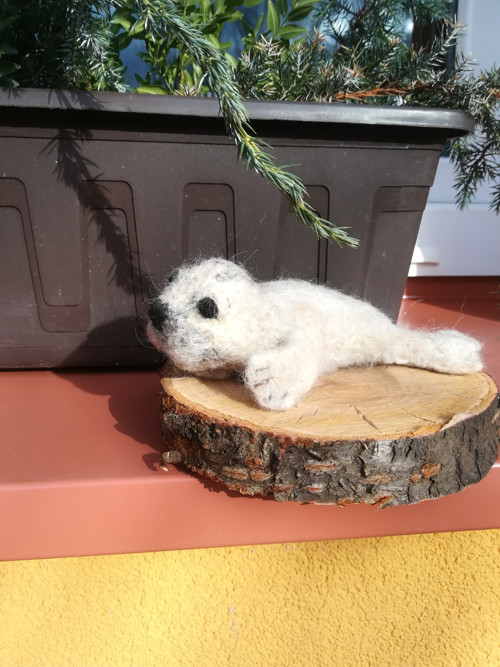 Tuleň Eda — foto 3