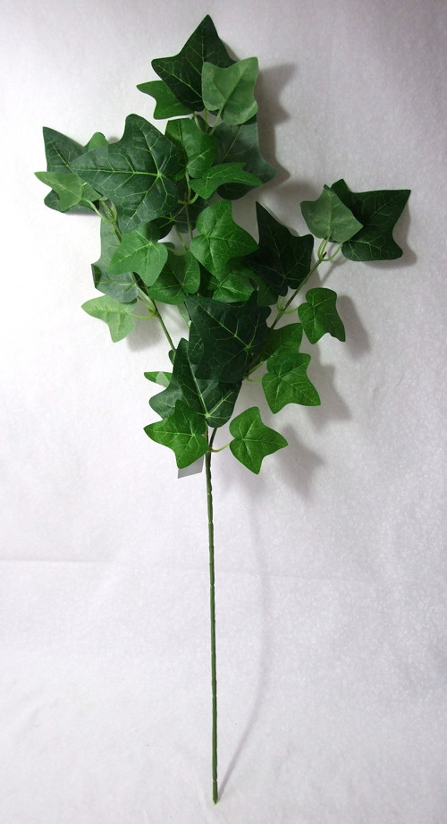 Břečťan 60 cm — foto 2