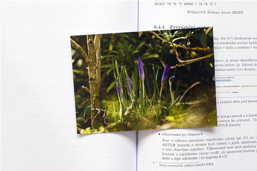 Krokus — foto 3