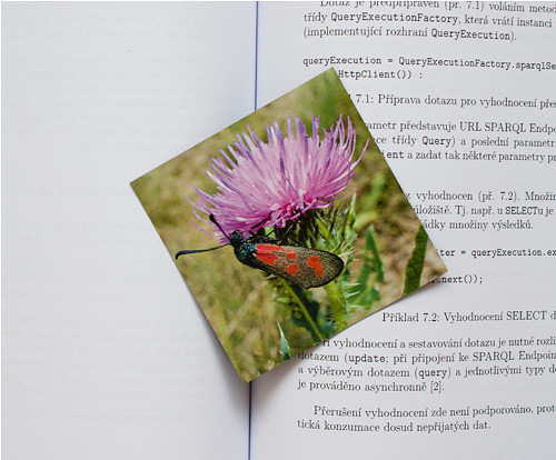 Zygaena filipendulae — foto 5