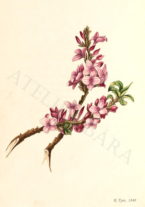 Z herbáře — foto 2