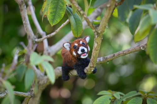 Panda červená — foto 2