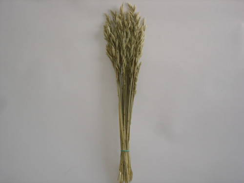 Oves — foto 2