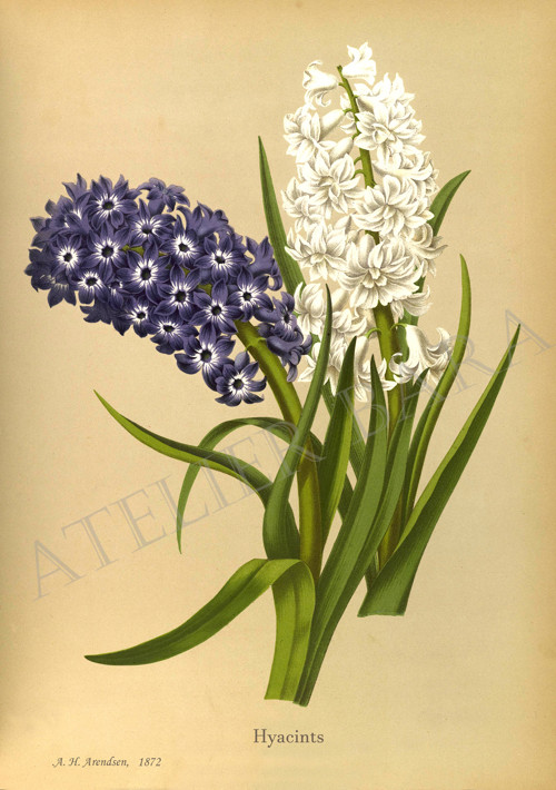 Z herbáře - hyacint — foto 2