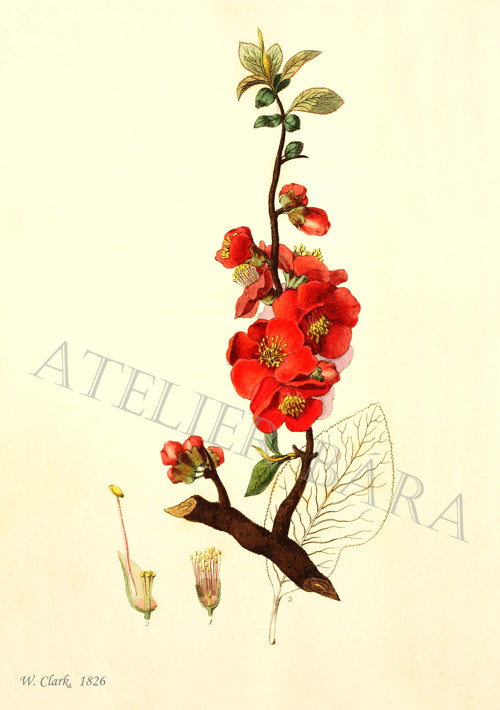 Z herbáře - kdoulovec — foto 2