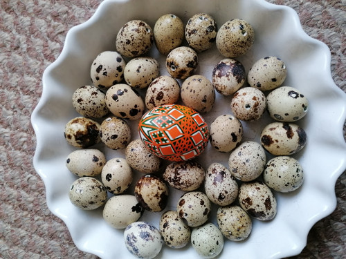 Slepičí kraslice - zelová 1 — foto 2
