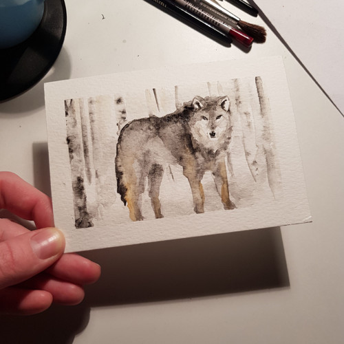 Akvarel vlk samotář — foto 3