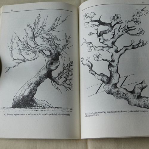 Bonsaj -M.Ryšán — foto 6