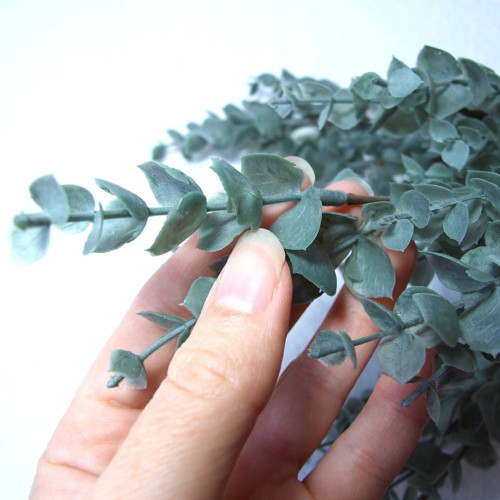 Eukalyptus - modrošedý trs — foto 2