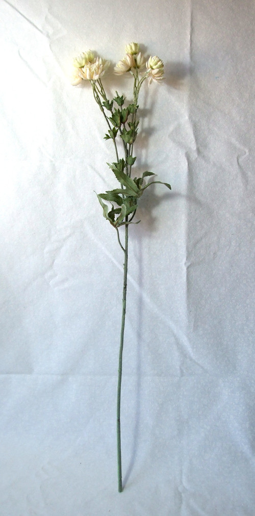 Jarmanka bílá — foto 2