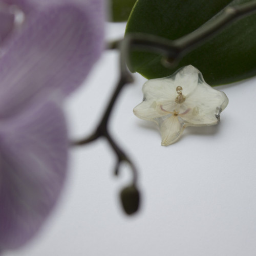 Brož orchidea — foto 6