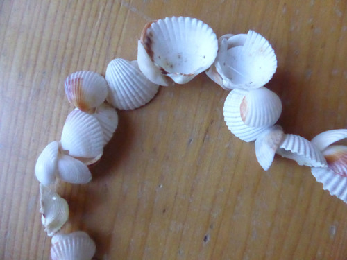 Ševelení v mušloví — foto 3