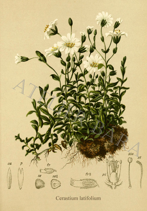 Z herbáře - frožec — foto 2