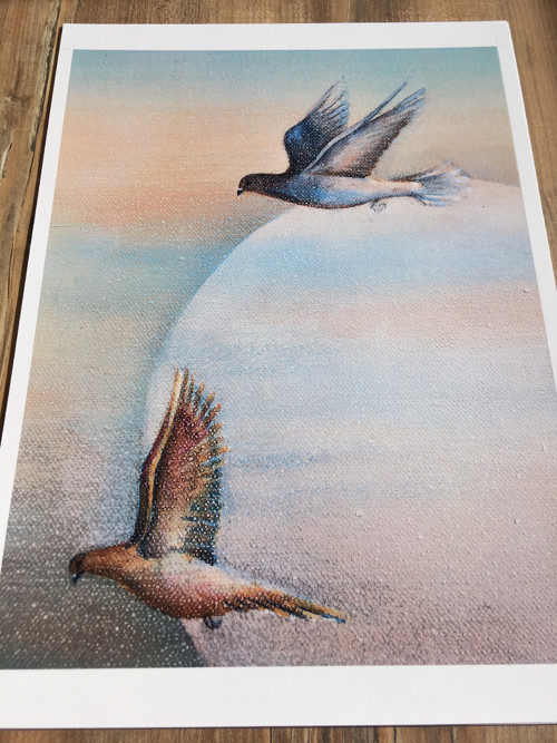 Druhé holubí duo — foto 3