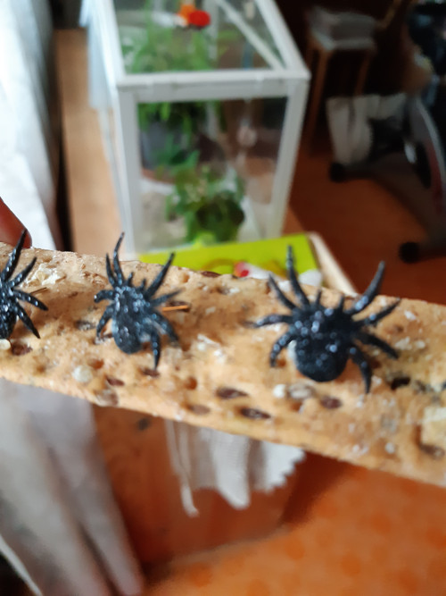 Pavoučí naušničky — foto 4