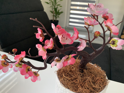 Sakura — foto 3