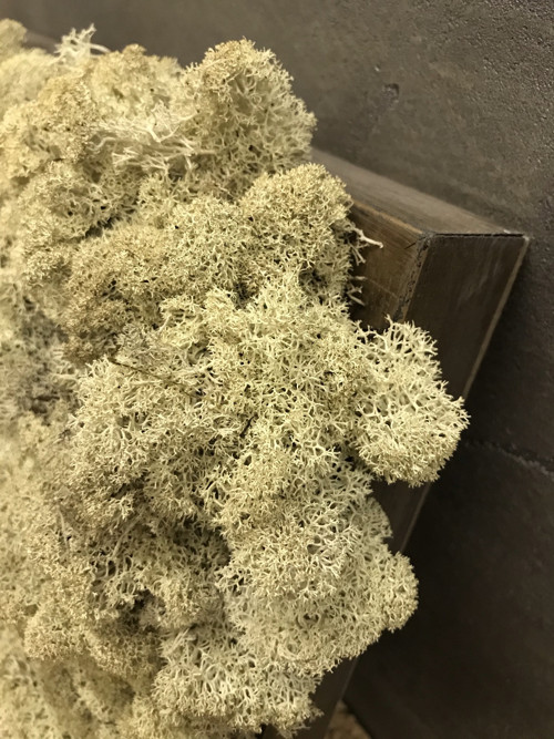 Obraz "White moss" — foto 2