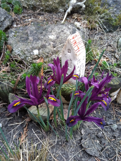 Jarní vesnička — foto 3
