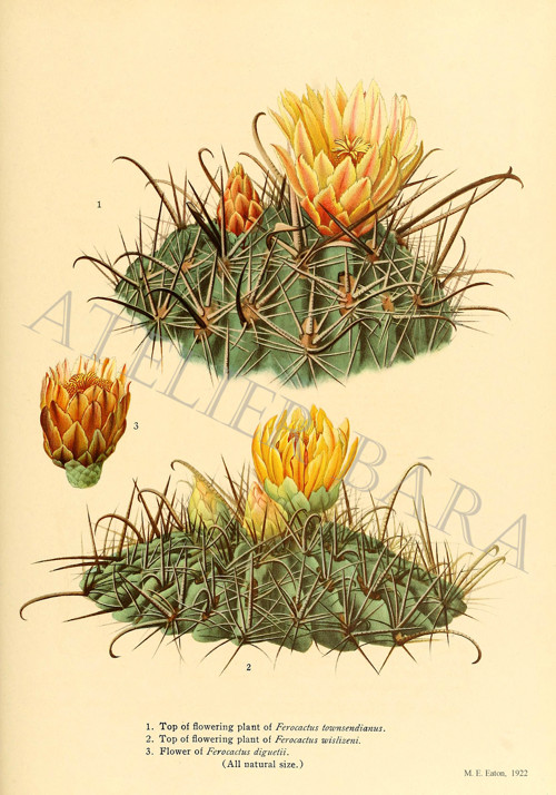 Z herbáře - kaktusy — foto 2