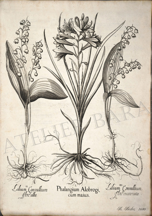 Z herbáře — foto 2