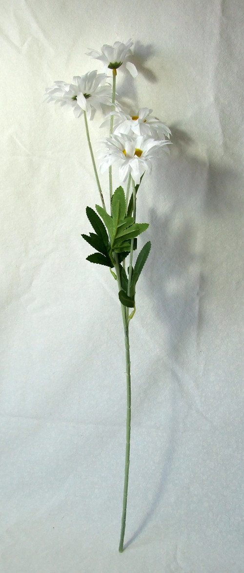 Kopretina zahradní — foto 2