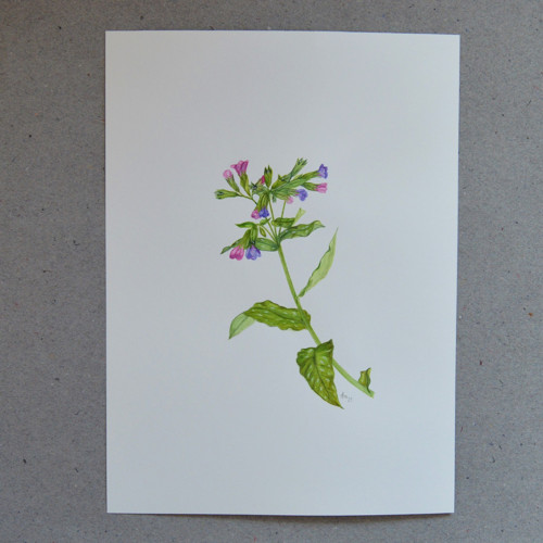 Originál, akvarel - plicník- 40 x 30 cm — foto 2