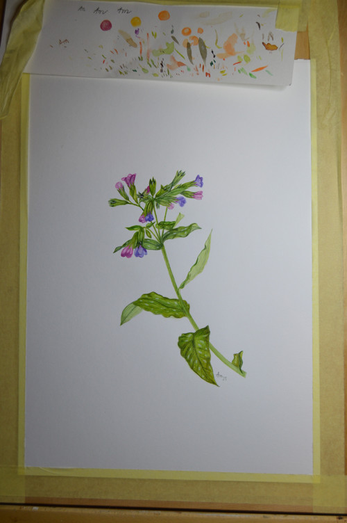 Originál, akvarel - plicník- 40 x 30 cm — foto 4