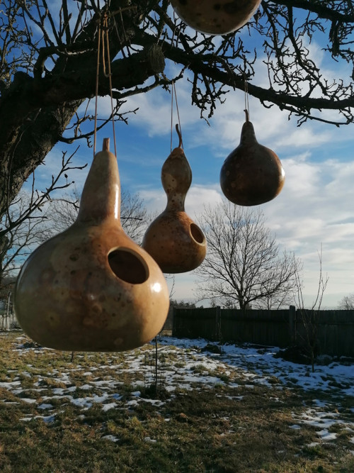 Budka z tykve I. — foto 4