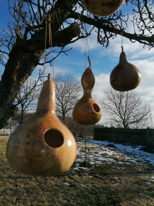 Budka z tykve II. — foto 4