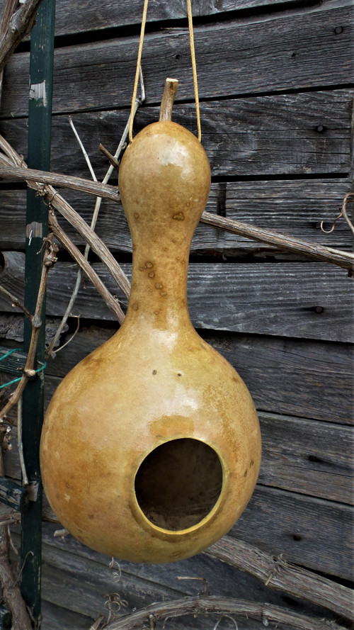 Budka z tykve III. — foto 2