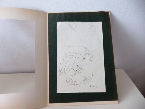 Studie luční kobylky - Fr.Bílkovský — foto 5