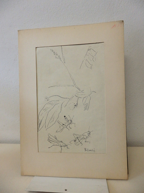 Studie luční kobylky - Fr.Bílkovský — foto 3