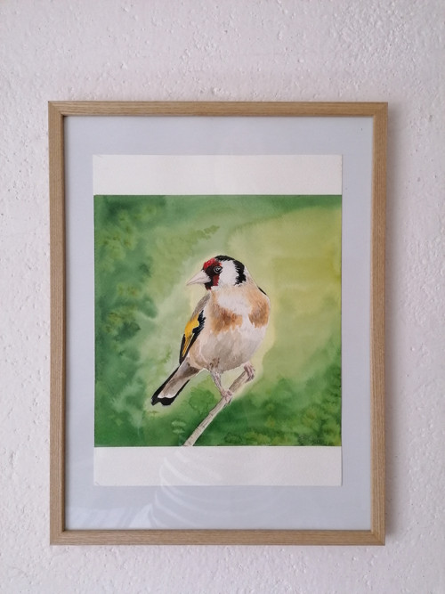 Stehlík — foto 4