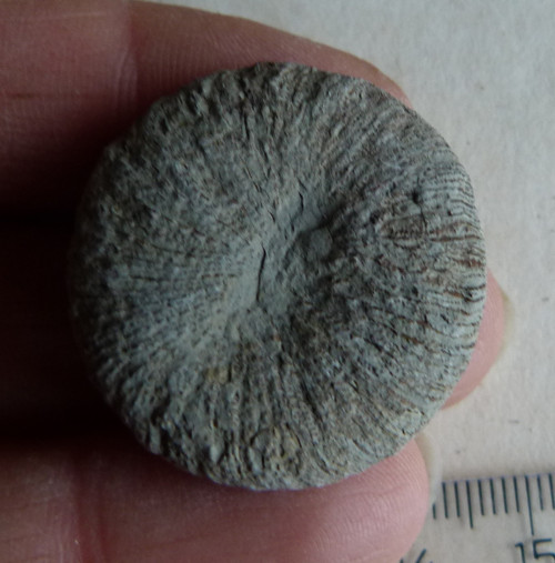 Fosilní korál Cyclolites - 3 cm — foto 3