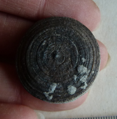 Fosilní korál Cyclolites - 3 cm — foto 2