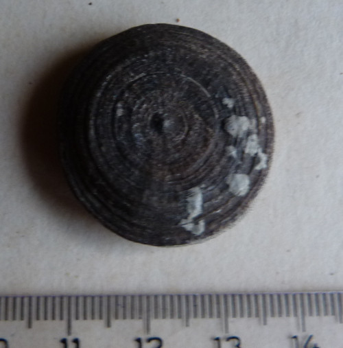 Fosilní korál Cyclolites - 3 cm — foto 5
