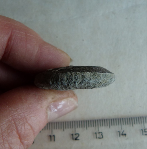 Fosilní korál Cyclolites - 3 cm — foto 4