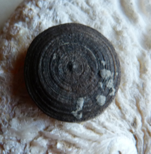Fosilní korál Cyclolites - 3 cm — foto 6