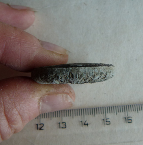 Fosilní korál Cyclolites - 3,3 cm — foto 5