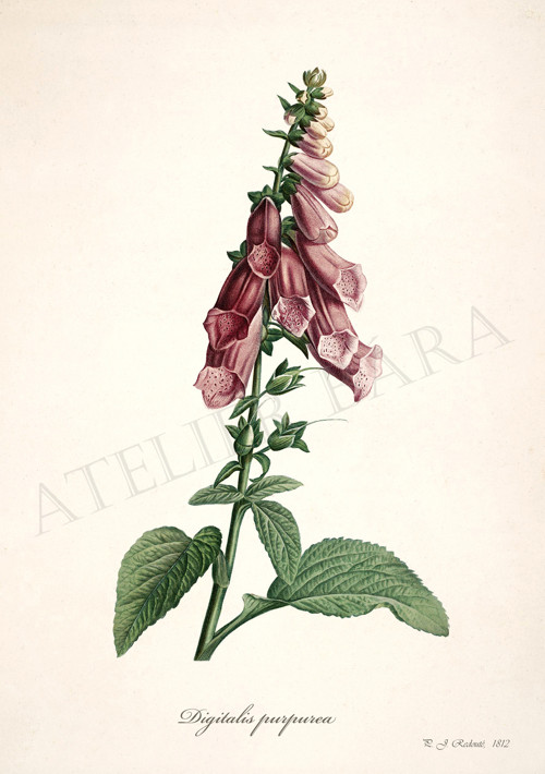 Z herbáře - náprstník — foto 2