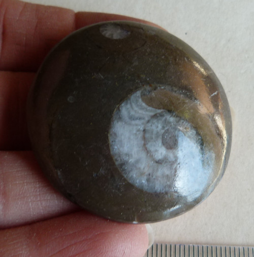 Amonit - 4,5 cm — foto 2