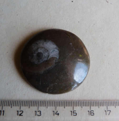 Amonit - 4,5 cm — foto 3