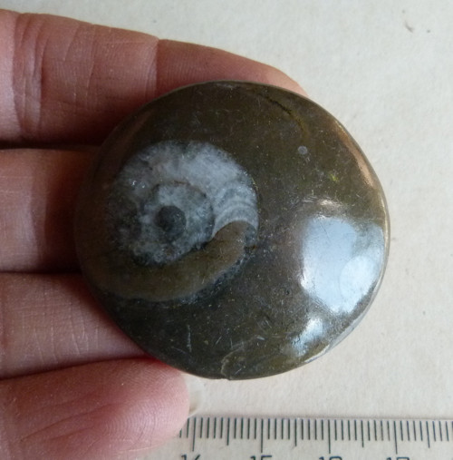 Amonit - 4,5 cm — foto 5