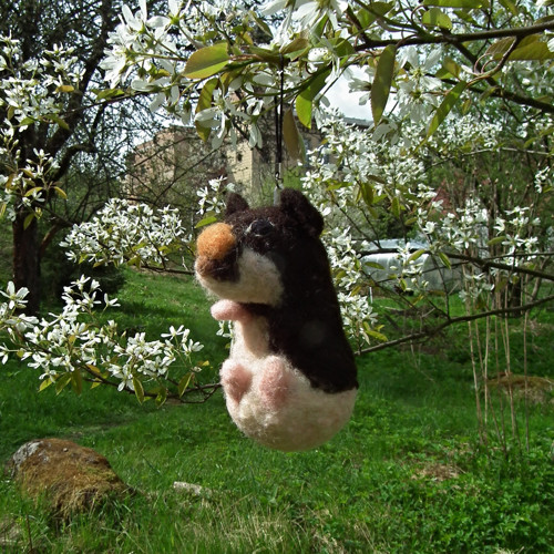 Morčátko na přání - Pipi — foto 2