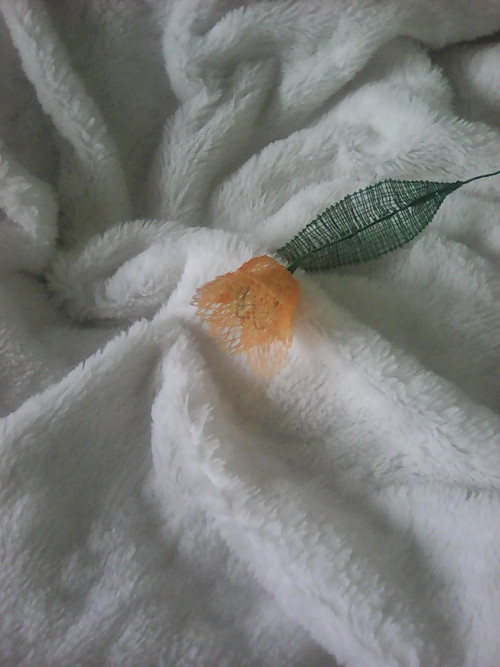 Tulipánek 1 — foto 4