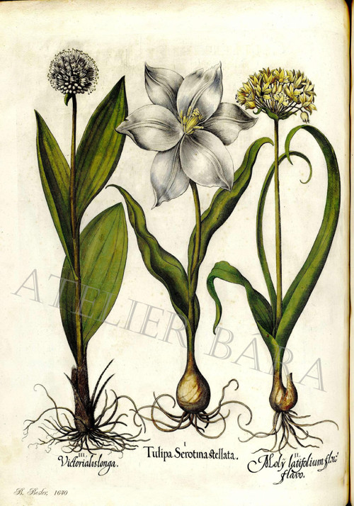 Z herbáře - tulipán — foto 2